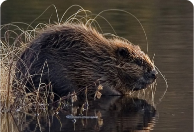 The Beaver